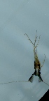  ( - TVTRI0197)  @12 [ ] Unspecified (default): All Rights Reserved  Unspecified Unspecified