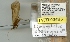  (Limnephilus abstrusus - TVTRI0343)  @12 [ ] Unspecified (default): All Rights Reserved  Unspecified Unspecified