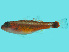  ( - T13142)  @11 [ ] CreativeCommons - Attribution Share Alike (2024) Richard Winterbottom Royal Ontario Museum