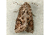  ( - RWWA-0106)  @13 [ ] Copyright (2010) Unspecified Unspecified