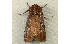  ( - RWWA-0162)  @13 [ ] Copyright (2010) Unspecified Unspecified