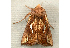  ( - RWWA-0184)  @12 [ ] Copyright (2010) Unspecified Unspecified