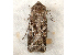  ( - RWWA-0333)  @13 [ ] Copyright (2010) Unspecified Unspecified
