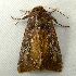  ( - RWWA-1793)  @13 [ ] CreativeCommons - Attribution Non-Commercial Share-Alike (2010) Unspecified Unspecified
