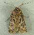  ( - BIOUG07834-A06)  @12 [ ] CreativeCommons - Attribution (2013) CBG Photography Group Centre for Biodiversity Genomics