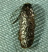  ( - BIOUG07834-B12)  @12 [ ] CreativeCommons - Attribution (2013) CBG Photography Group Centre for Biodiversity Genomics