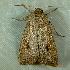  ( - BIOUG07834-C05)  @13 [ ] CreativeCommons - Attribution (2013) CBG Photography Group Centre for Biodiversity Genomics