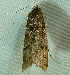  ( - BIOUG07834-D10)  @12 [ ] CreativeCommons - Attribution (2013) CBG Photography Group Centre for Biodiversity Genomics