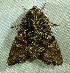  ( - BIOUG07834-G02)  @13 [ ] CreativeCommons - Attribution (2013) CBG Photography Group Centre for Biodiversity Genomics