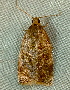  ( - BIOUG07834-G08)  @12 [ ] CreativeCommons - Attribution (2013) CBG Photography Group Centre for Biodiversity Genomics