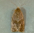 ( - BIOUG07834-H04)  @12 [ ] CreativeCommons - Attribution (2013) CBG Photography Group Centre for Biodiversity Genomics