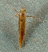  ( - BIOUG07834-H10)  @13 [ ] CreativeCommons - Attribution (2013) CBG Photography Group Centre for Biodiversity Genomics