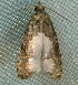  ( - BIOUG09751-B01)  @12 [ ] CreativeCommons - Attribution (2014) CBG Photography Group Centre for Biodiversity Genomics