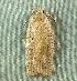  ( - BIOUG09751-C12)  @14 [ ] CreativeCommons - Attribution (2014) CBG Photography Group Centre for Biodiversity Genomics