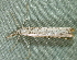  ( - BIOUG09751-E04)  @12 [ ] CreativeCommons - Attribution (2014) CBG Photography Group Centre for Biodiversity Genomics