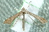  ( - BIOUG09751-H08)  @14 [ ] CreativeCommons - Attribution (2014) CBG Photography Group Centre for Biodiversity Genomics