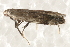 ( - BIOUG17692-A10)  @13 [ ] CreativeCommons - Attribution (2014) CBG Photography Group Centre for Biodiversity Genomics