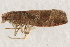  ( - BIOUG17692-B08)  @14 [ ] CreativeCommons - Attribution (2014) CBG Photography Group Centre for Biodiversity Genomics