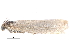  ( - BIOUG17692-H06)  @13 [ ] CreativeCommons - Attribution (2016) CBG Photography Group Centre for Biodiversity Genomics