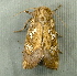  ( - RWWA-2075)  @12 [ ] CreativeCommons - Attribution Non-Commercial Share-Alike (2010) Richard Wilson Unspecified