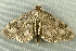  ( - RWWA-2431)  @13 [ ] CreativeCommons - Attribution (2011) CBG Photography Group Centre for Biodiversity Genomics