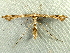  ( - RWWA-2442)  @13 [ ] CreativeCommons - Attribution (2011) CBG Photography Group Centre for Biodiversity Genomics