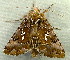  ( - RWWA-2451)  @12 [ ] CreativeCommons - Attribution (2011) CBG Photography Group Centre for Biodiversity Genomics