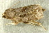  ( - RWWA-2475)  @12 [ ] CreativeCommons - Attribution (2011) CBG Photography Group Centre for Biodiversity Genomics