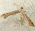  ( - RWWA-2488)  @13 [ ] CreativeCommons - Attribution (2011) CBG Photography Group Centre for Biodiversity Genomics