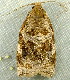  ( - RWWA-2508)  @12 [ ] CreativeCommons - Attribution (2011) CBG Photography Group Centre for Biodiversity Genomics