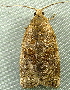  ( - RWWA-2526)  @12 [ ] CreativeCommons - Attribution (2011) CBG Photography Group Centre for Biodiversity Genomics