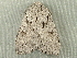  ( - RWWA-2754)  @12 [ ] CreativeCommons - Attribution (2012) CBG Photography Group Centre for Biodiversity Genomics