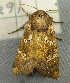  ( - RWWA-2781)  @12 [ ] CreativeCommons - Attribution (2012) CBG Photography Group Centre for Biodiversity Genomics