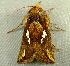  ( - RWWA-2784)  @12 [ ] CreativeCommons - Attribution (2012) CBG Photography Group Centre for Biodiversity Genomics