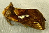  ( - RWWA-2784)  @12 [ ] CreativeCommons - Attribution (2012) CBG Photography Group Centre for Biodiversity Genomics