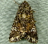  ( - RWWA-3567)  @12 [ ] CreativeCommons - Attribution Non-Commercial Share-Alike (2012) Richard Wilson Unspecified