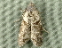 ( - RWWA-3788)  @13 [ ] CreativeCommons - Attribution Non-Commercial Share-Alike (2012) Richard Wilson Unspecified