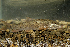  (Barbus carpathicus - SNMR106)  @11 [ ] CreativeCommons  Attribution Non-Commercial Share-Alike (2016) J. Kautman Slovak National Museum-Natural History Museum