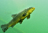  ( - SNMR116)  @11 [ ] CreativeCommons  Attribution Non-Commercial Share-Alike (2016) J. Kautman Slovak National Museum-Natural History Museum