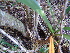  ( - Spies 8487)  @11 [ ] Copyright (2006) Unspecified UFS