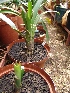  (Clivia nobilis - Spies 8933)  @11 [ ] Copyright (2007) Unspecified UFS