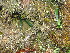  ( - Spies 8501)  @11 [ ] Copyright (2007) Unspecified UFS