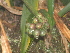  ( - Spies 8496)  @11 [ ] Copyright (2007) Unspecified UFS