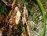  ( - Spies 8499)  @11 [ ] Copyright (2007) Unspecified UFS