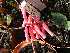  ( - Spies 8910)  @11 [ ] Copyright  R. Kleynhans ARC