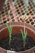  ( - Spies 9042)  @11 [ ] CreativeCommons - Attribution Non-Commercial Share-Alike (2012) P. Spies UFS