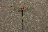  ( - R11H)  @11 [ ] CreativeCommons - Attribution Share-Alike (2020) Unspecified Rhodes University