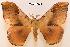  (Campimoptilum kuntzei - BC-ARI 0248)  @15 [ ] Copyright (2011) Andreas Riekert Unspecified