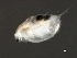  (Daphnia pulicaria - 08PROBE-0833)  @12 [ ] CreativeCommons - Attribution (2008) Unspecified Centre for Biodiversity Genomics