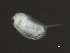  ( - 08PROBE-0882)  @13 [ ] CreativeCommons - Attribution (2008) Unspecified Centre for Biodiversity Genomics